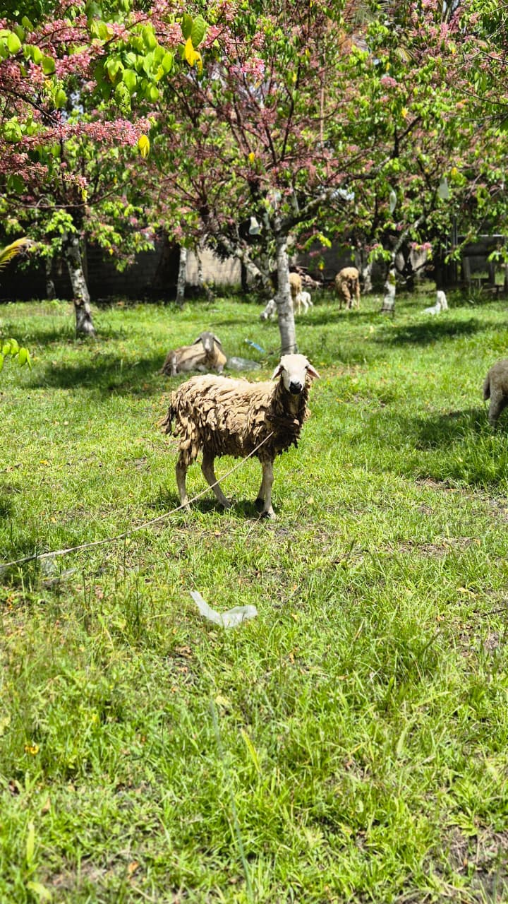 Kebun Jambu Kristal