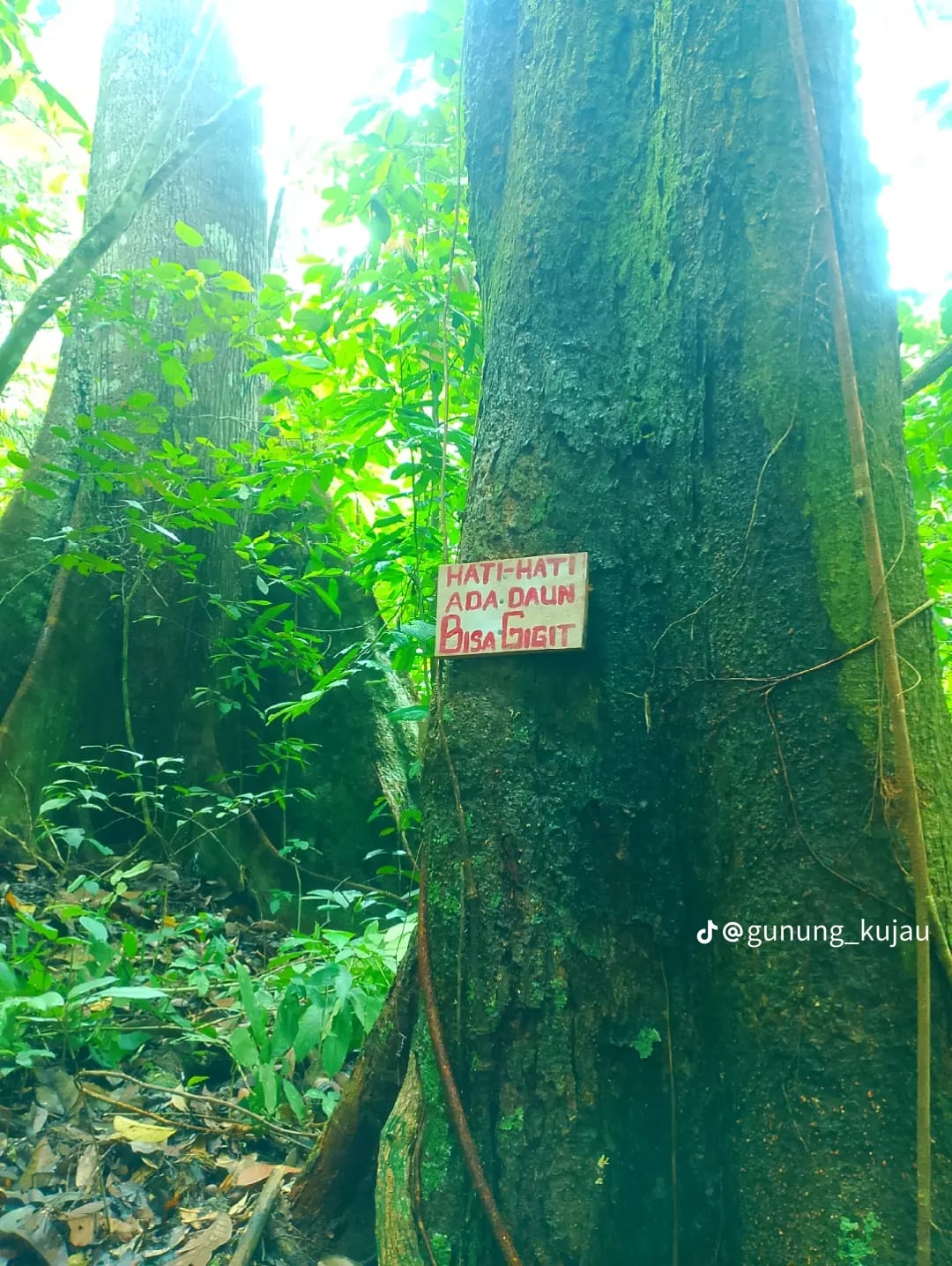 Bukit Kujau