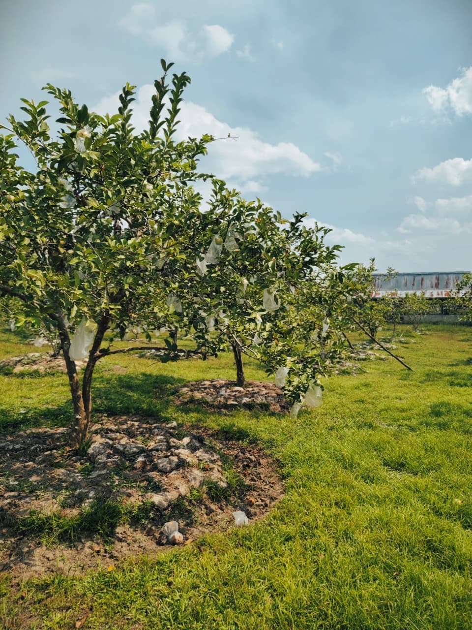 Kebun Jambu Kristal