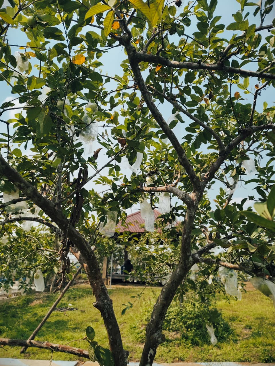 Kebun Jambu Kristal