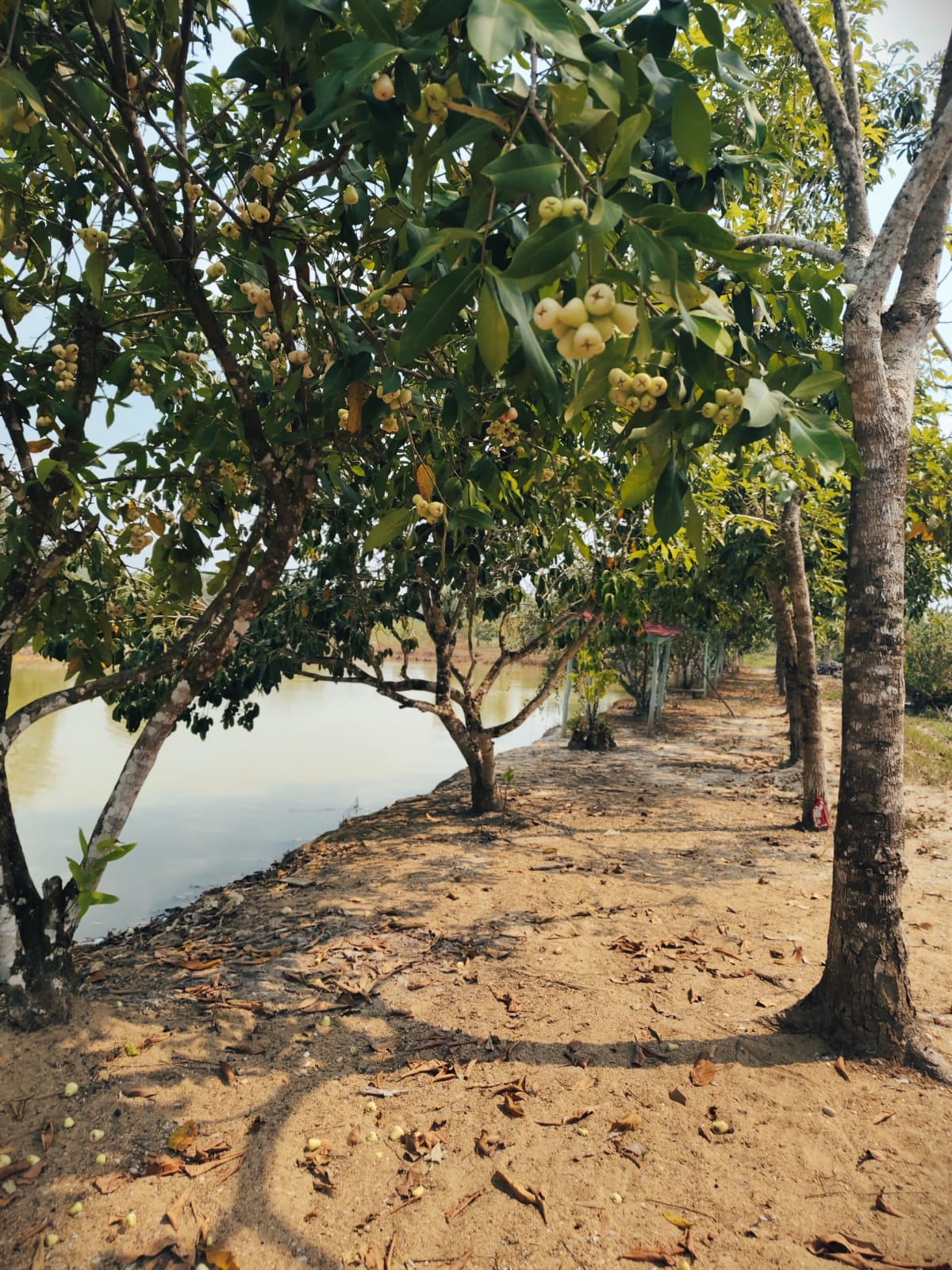 Kebun Jambu Kristal